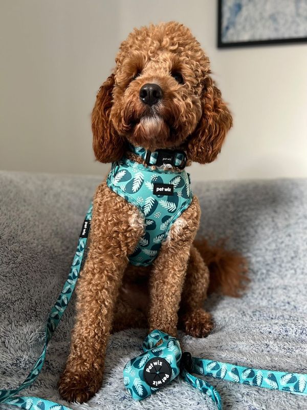 Walkies In The Wild - Harness  Pet Wiz   