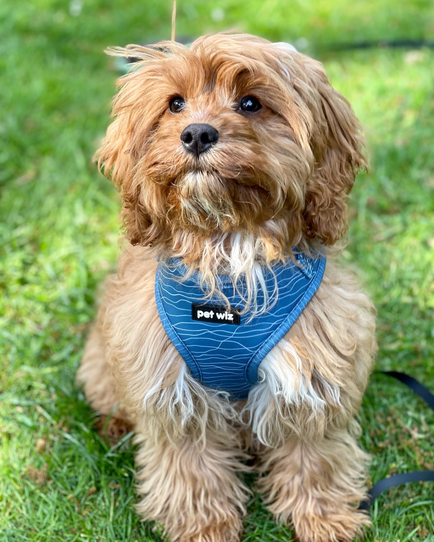 Pawfect Waves - Harness  Pet Wiz   