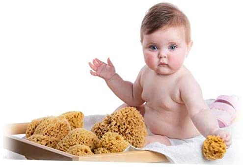Natural Honeycomb Sea Sponge  Ana Wiz   