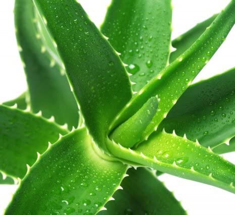 Aloe Vera Gel Skincare ANAGEL   