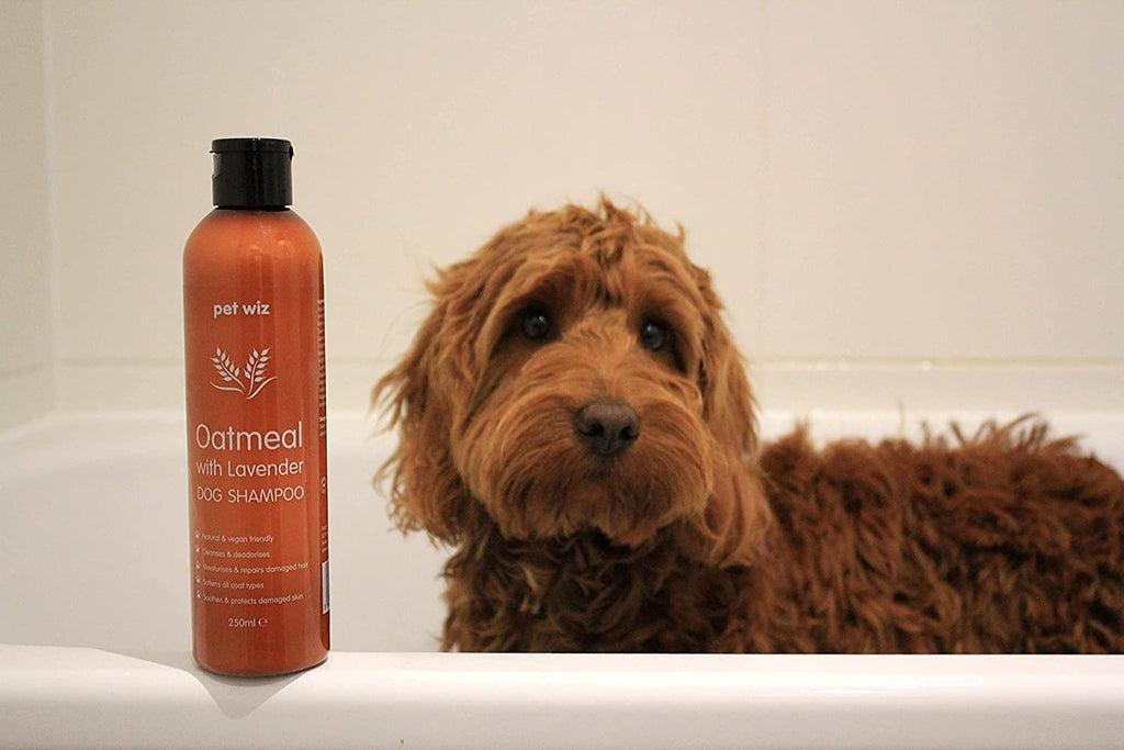 Oatmeal with Lavender Dog Shampoo - Coconut Oil Extract | Provitamin B5 | Natural & Vegan Friendly Dog Shampoo Pet Wiz   