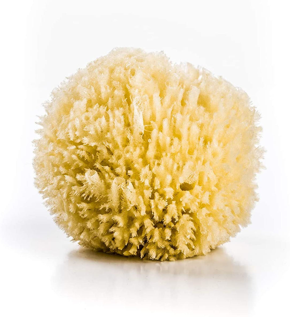 Natural Honeycomb Sea Sponge  Ana Wiz   