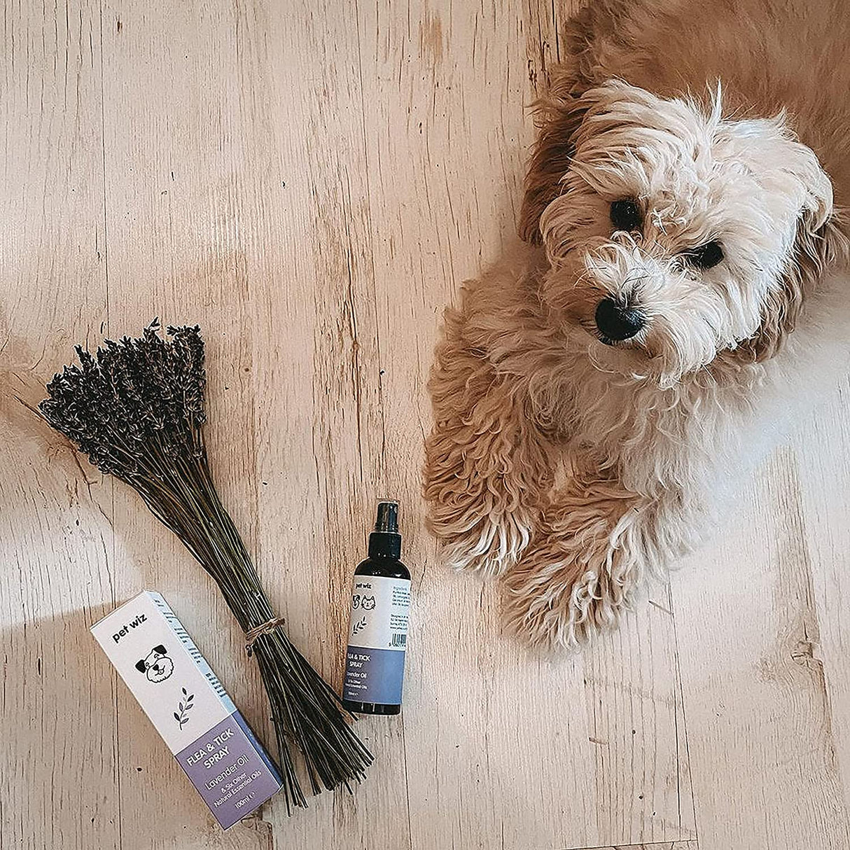 Flea & Tick Spray for Dogs & Cats - Lavender Oil & Six Other Natural Essential Oils Flea Spray Pet Wiz   