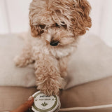 Organic Paw and Nose Balm for Dogs and Cats - Coconut Oil, Shea Butter, Vitamin E & Aloe Balm Pet Wiz   