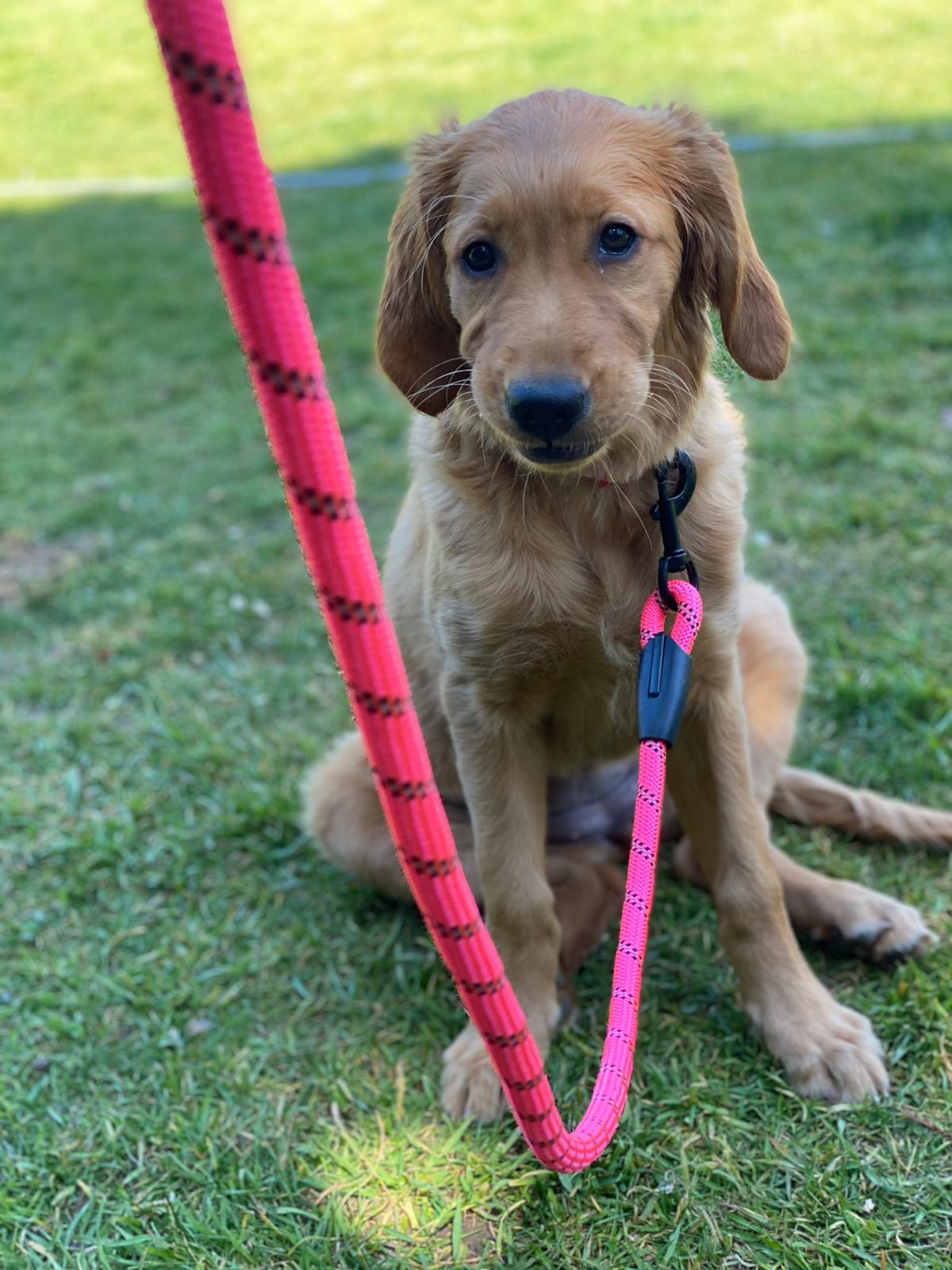 Dog Rope Lead With Reflective Stitching and Padded Handle - Size & Colour Options Collars Leads & Harnesses Pet Wiz   