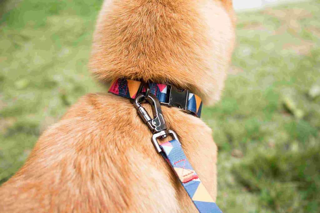 Geometric Collar, Lead, Harness Collars, Leads & Harnesses Pet Wiz   