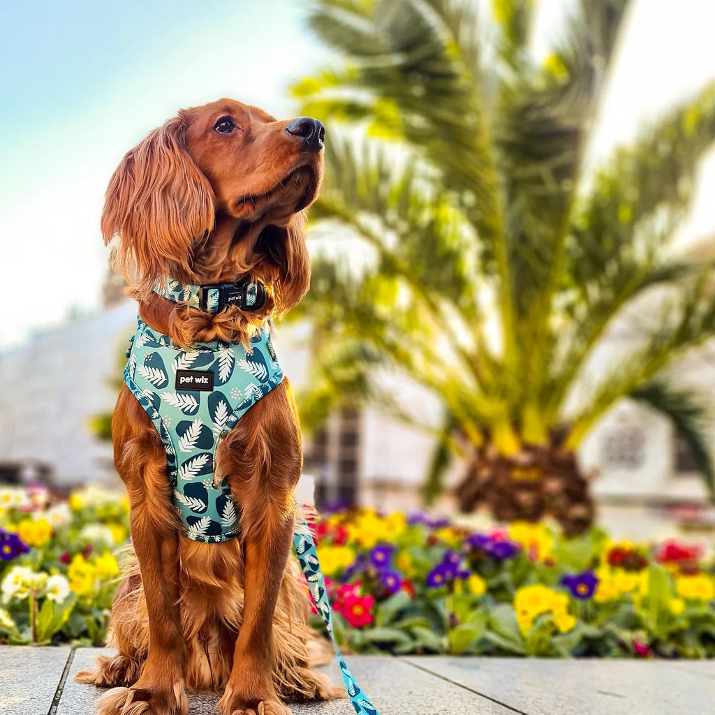 Walkies In The Wild - Harness  Pet Wiz   