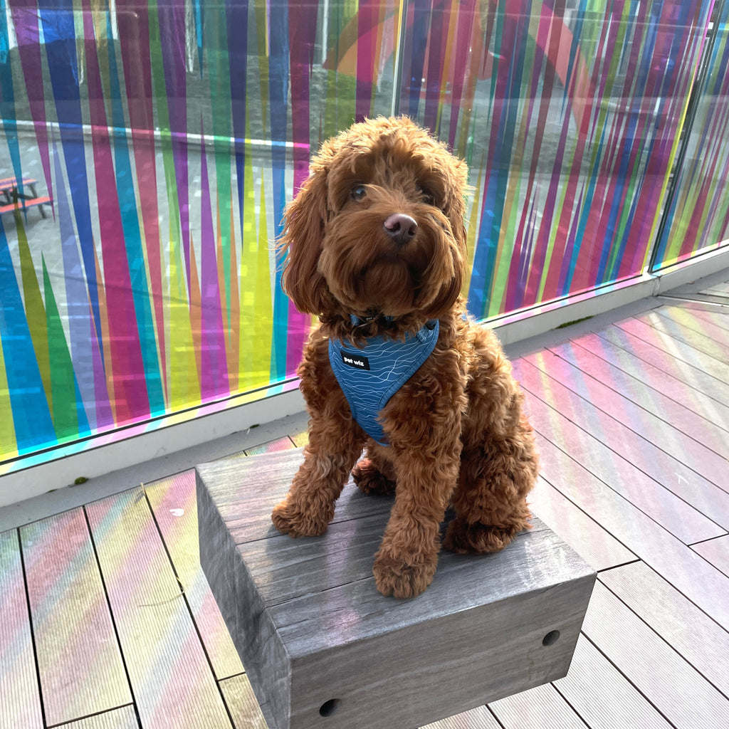 Pawfect Waves - Lead  Pet Wiz   
