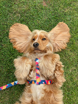 Geometric Collar, Lead, Harness Collars, Leads & Harnesses Pet Wiz   