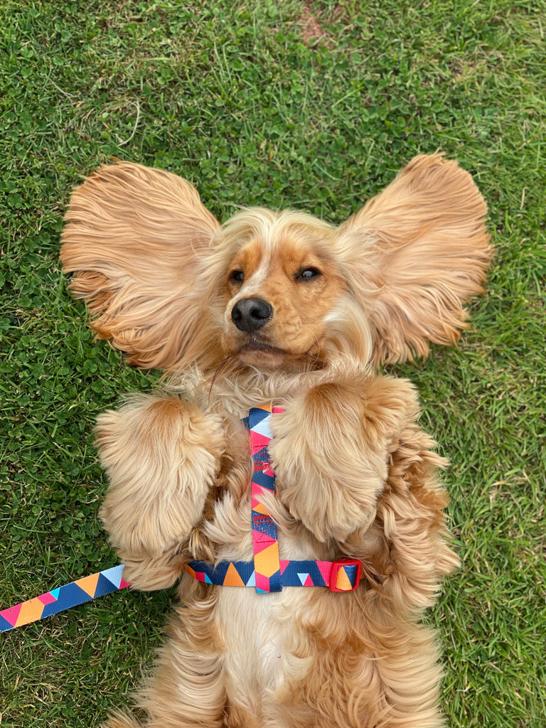 Geometric Collar, Lead, Harness Collars, Leads & Harnesses Pet Wiz   