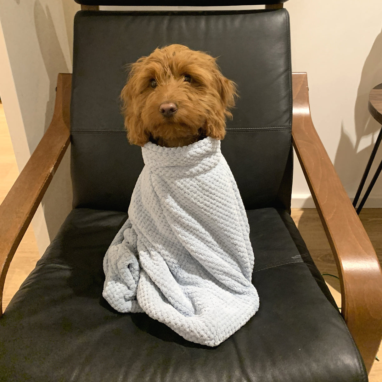 Premium Microfibre Dog Drying Bag | Super Absorbent & Fast Drying Bathrobe Towel Dog Apparel Pet Wiz   