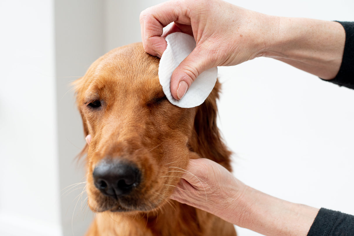 Aloe Vera Eye Wipes for Cleaning Dogs & Cats - Extra Large - Pack of 120  Pet Wiz   