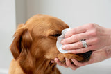 Aloe Vera Eye Wipes for Cleaning Dogs & Cats - Extra Large - Pack of 120  Pet Wiz   